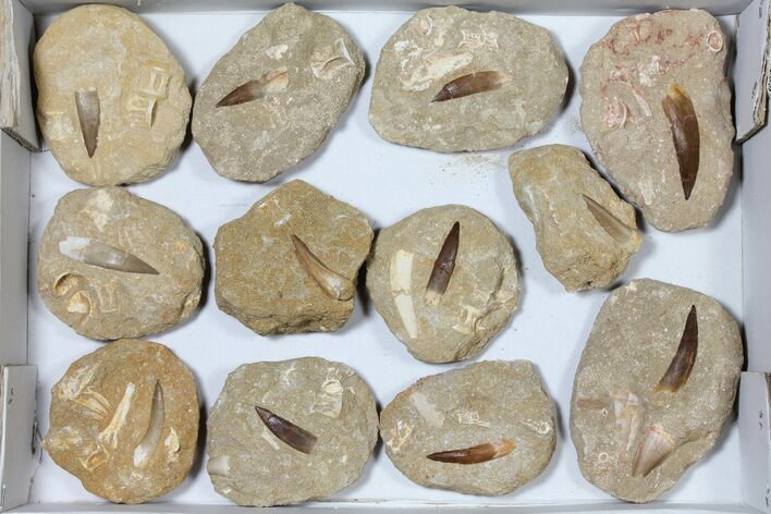 Lot: Real Fossil Plesiosaur Teeth In Matrix - Pieces #119605